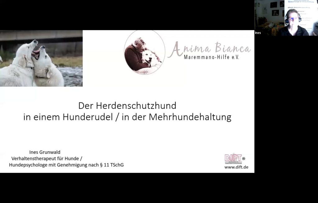 Bild: Der Herdenschutzhund in einem Hunderudel/in der Mehrhundehaltung