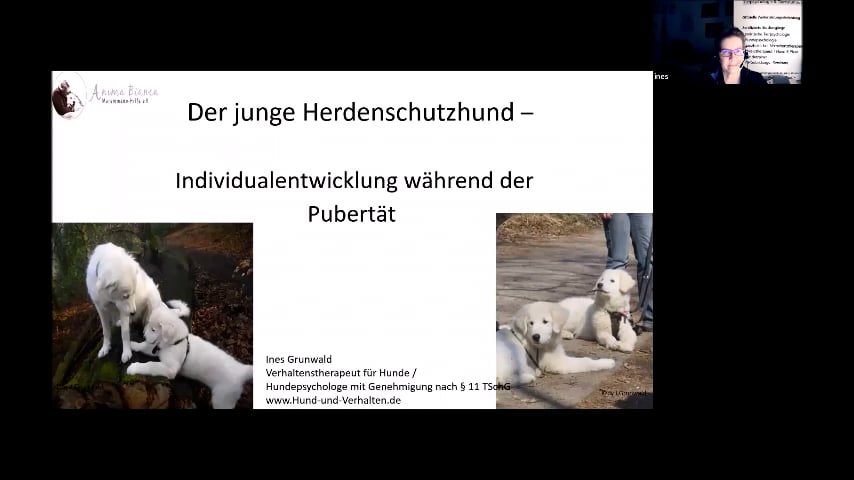 Bild: Mit dem Herdenschutzhund durch die Pubertät