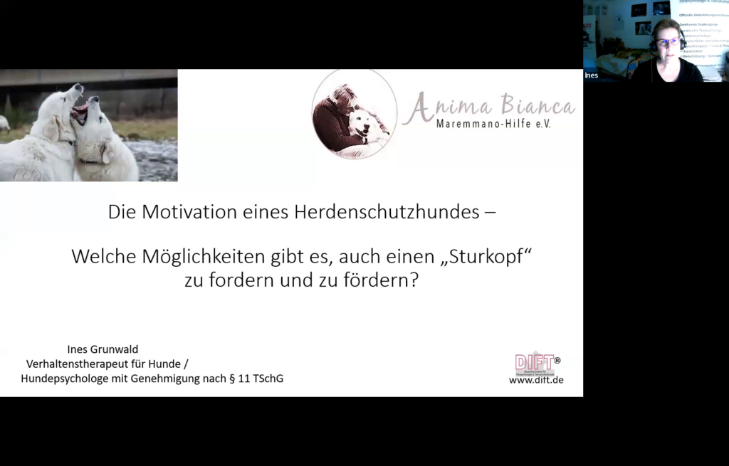 Bild: Die Motivation des Herdenschutzhundes