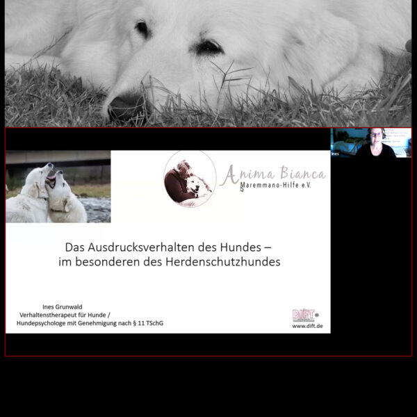 Videoseminar: Das Ausdrucksverhalten des Hundes – im Besonderen des Herdenschutzhundes