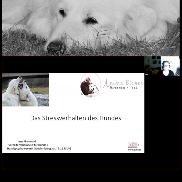 Videoseminar: Das Stressverhalten des Hundes