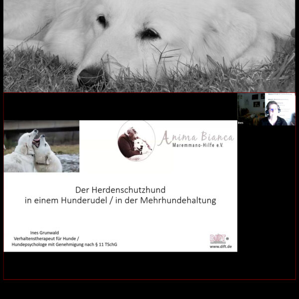 Videoseminar: Der HSH in einem Hunderudel/in der Mehrhundehaltung