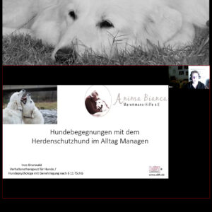 Videoseminar: Hundebegegnungen mit dem HSH im Alltag managen