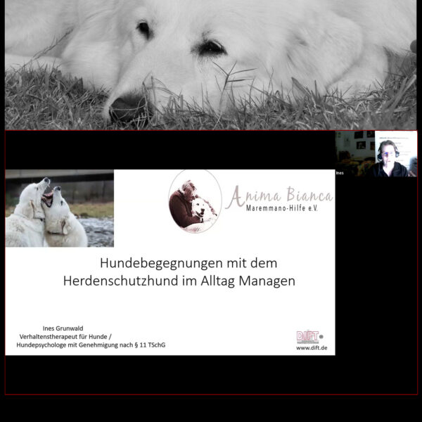Videoseminar: Hundebegegnungen mit dem HSH im Alltag managen