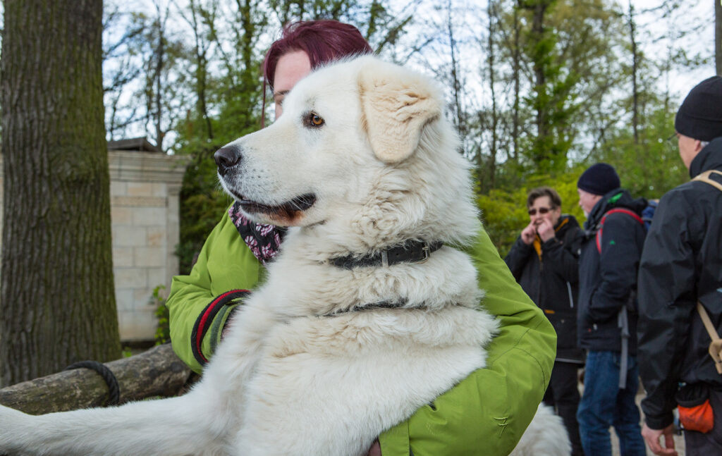Was versteht man unter Statusaggression bei Hunden?