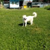 Aris im Canile in der Toskana