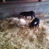 Spaß im Pferdestall mit den anderen Hunden auf dem Hof