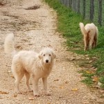 Julie (vorne) und Joy (im Hintergrund)