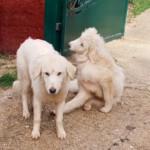 Julie (links) und Joy (rechts)