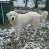 Maremmano-Abruzzese in einem italienischen Canile Copyright: privat