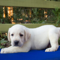 Mogel-Labbi? Copyright: despositphotos