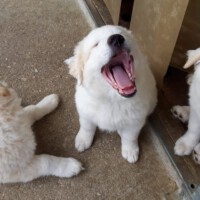 Maremmano-Mischlinge Copyright: privat