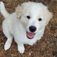 Maremmano-Mischling Copyright: privat