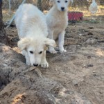 Boccelli und Nala