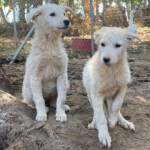 Boccelli und Nala