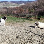 Yuna, Keela und Gaia