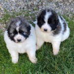 Zeus und Yuna
