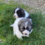 Zeus und Yuna