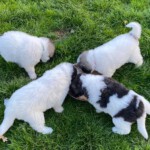 Zeus, Keela, Gaia und Yuna