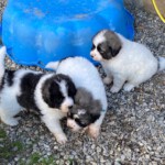 Yuna, Zeus und Keela