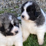 Zeus und Yuna