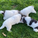 Zeus, Keela, Yuna und Gaia