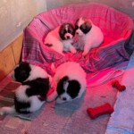 Zeus, Keela, Gaia und Yuna