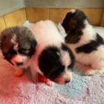 Zeus, Keela und Yuna